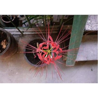COMBO 10 củ Bỉ ngạn
