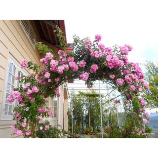 cây giống hoa hồng leo pháp thuần chủng giá rẻ