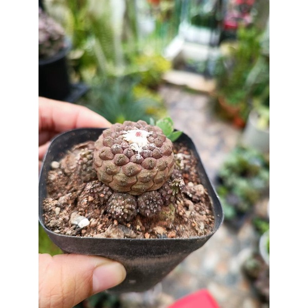 Xương rồng copiapoa hypogaea