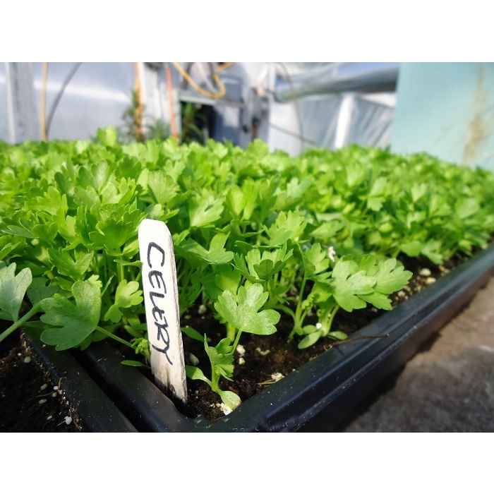 Hạt giống cần tây thera - rau củ quả trồng chậu, sân vườn ban công ngon giòn giàu chất dinh dưỡng nảy mầm cao 5g RADOCT