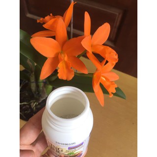 SIÊU KÍCH RỄ ROOTING POWDER