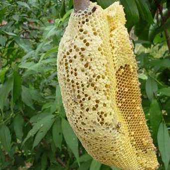 MẬT ONG RỪNG TÂY BẮC - Lọ 500g  - Mật Ong Cao Nguyên Việt Nam | BigBuy360 - bigbuy360.vn