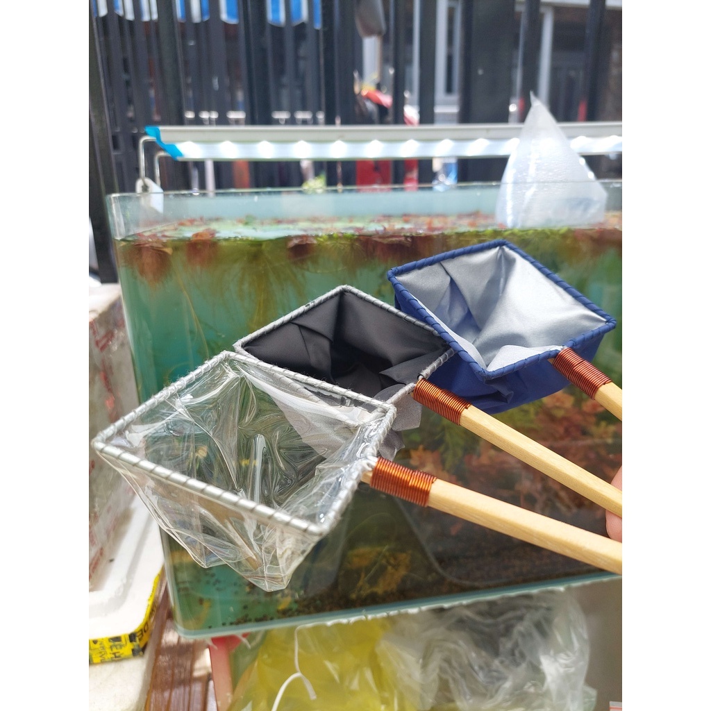 Vợt show cá 7 màu, betta