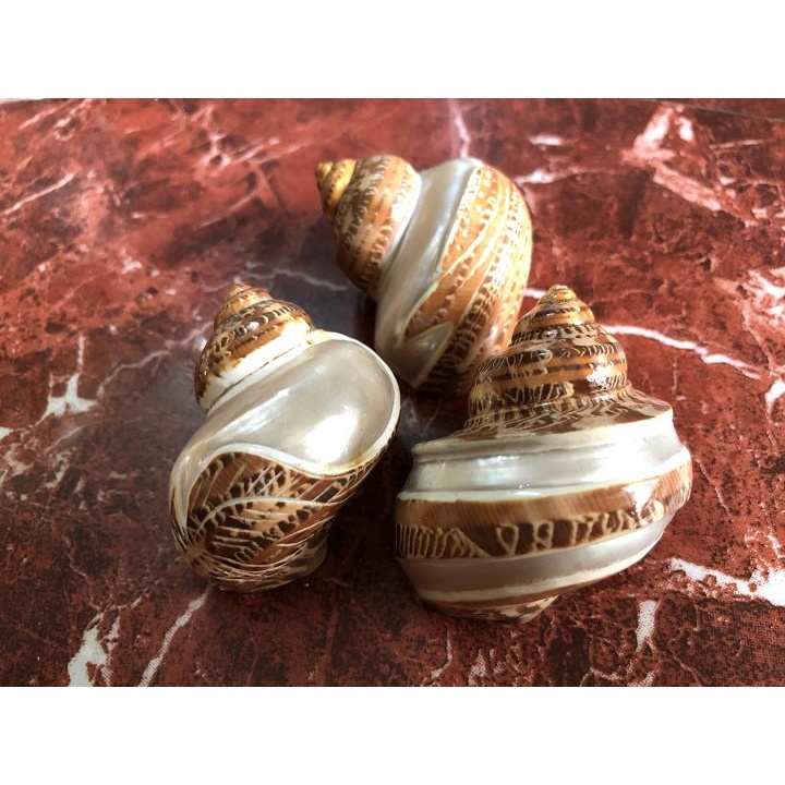 Quà tặng từ Biển - Vỏ Ốc Biển - Vỏ Ốc Xà Cừ Mài Khắc - Vỏ Ốc Mượn Hồn - Vỏ Ốc Trang Trí - Vỏ Ốc Phong Thủy