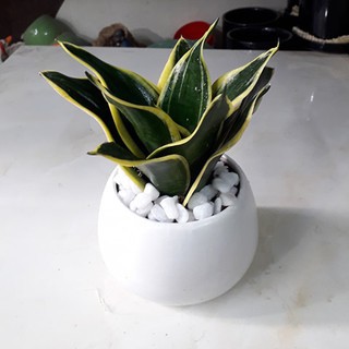 Cây lưỡi hổ mini Thái -  Giúp thanh lọc không khí