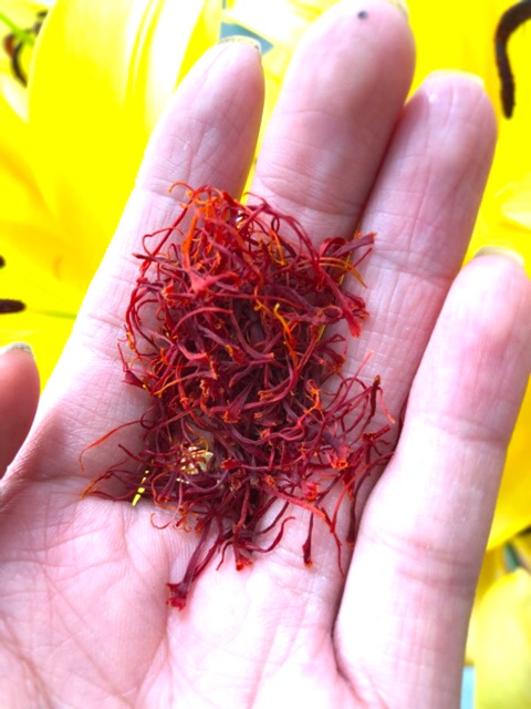 Saffron -Nguỵ nghệ tây - Hồng hoa tây tạng