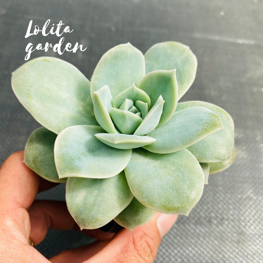 Sen đá hồng hà lan lá lớn Đà Lạt size bé cây cảnh trang trí nhà cửa Lolita garden