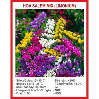 Hạt giống Hoa Salem Mix Màu – 50Hạt