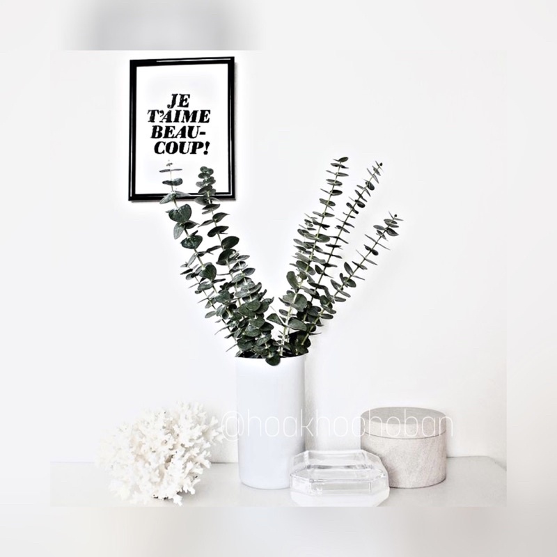 Cành Lá Khuynh Diệp - Lá Táo (Eculyptus)🧡FREESHIP💛 Hoa khô dùng để trang trí nhà cửa bàn học chụp ảnh đẹp