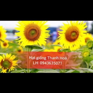 Combo hạt giống hoa 100k