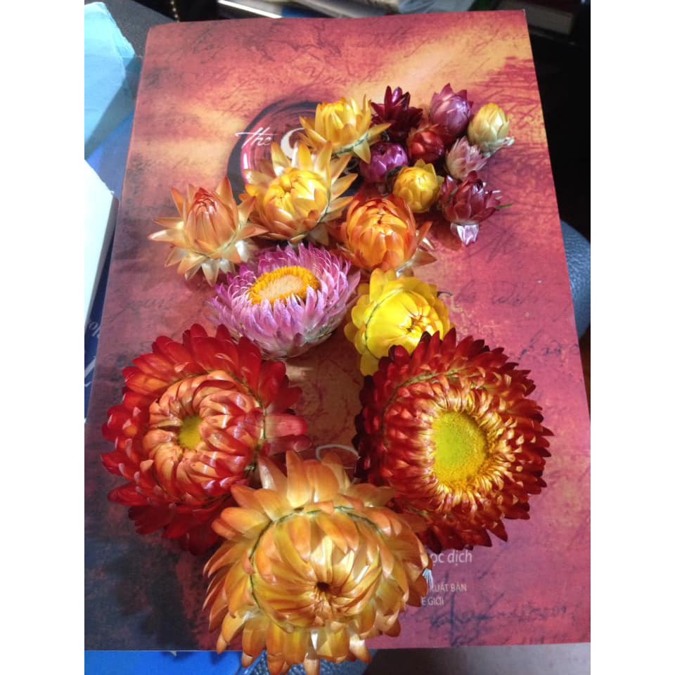 10 đầu bông Hoa cúc Bất tử khô Đà Lạt, nhiều size hoa, mix màu