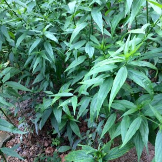 1 cây xương khỉ giống