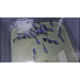 Cám cá guppy Blue Tazan + Tặng thùng xốp 30x20x10 chống thấm