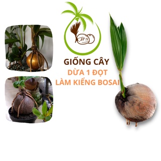 Giống Cây Dừa Mới Lên Mầm | Nghệ Thuật Tự Tay Trồng Làm Dừa Bonsai - Mần Tươi, mập khoẻ, - Nhan lớn, dễ chăm sóc