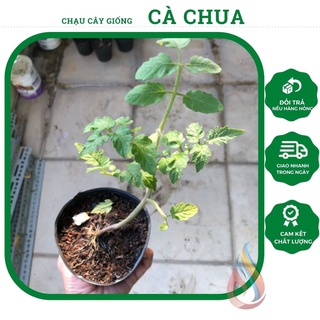 Chậu cây giống cà chua giống Đà Lạt