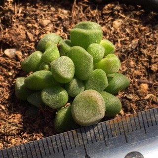 Sen đá lá khối (cây 3cm)