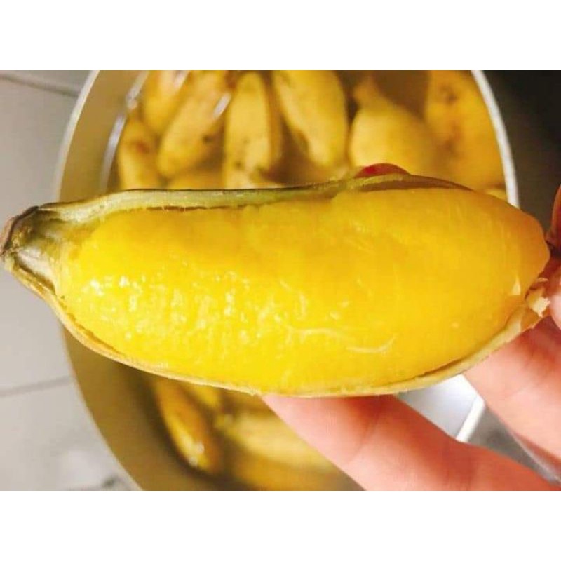 CÂY GIỐNG CHUỐI SÁP NGHỆ SIÊU SỚM