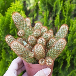 xương rồng thạch trụ thiên - Vườn sen đá