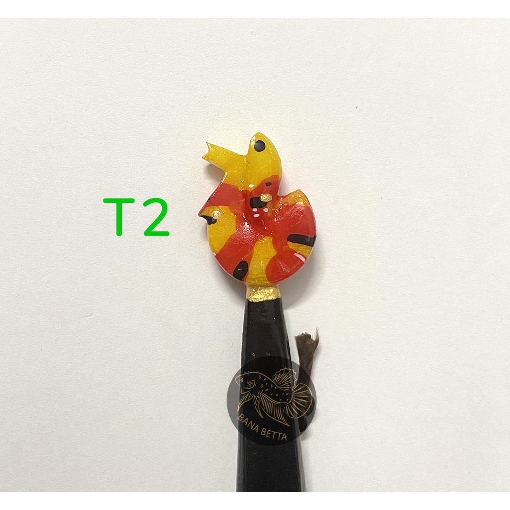 Cây kè cá betta + Tặng Cám INVE 5/8