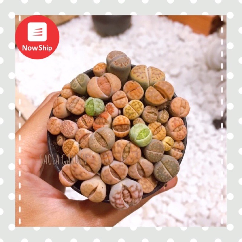 HÀNG MỚI VỀ ! Sen đá Lithops mini - Sen mông / Thạch Lan - Bầu 20-35 cây - Sen đá độc lạ trong nhà