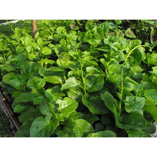 Hạt giống Mồng tơi cao sản lá to - Gói 1kg - Trang Flowers