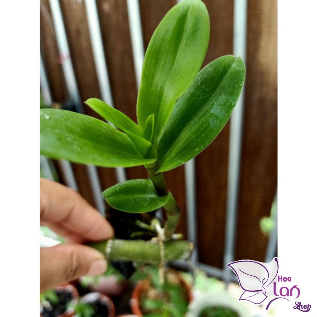 Lan Phi Điệp 🍀FREESHIP🍀 Mít Văn Sơn