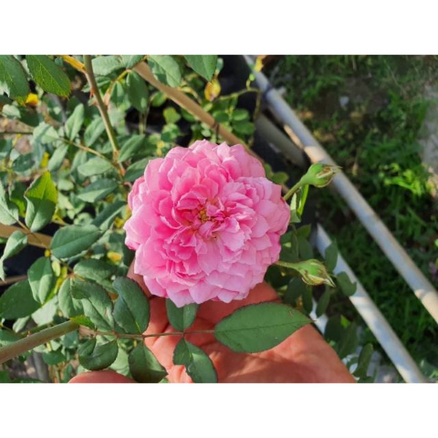 Hồng leo ngoại Hungminton Rose