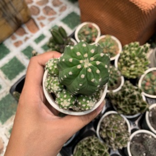 XƯƠNG RỒNG ECHINO NHỎ