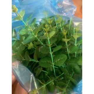 1 cành lá táo lẻ trang trí bó hoa, giỏ hoa