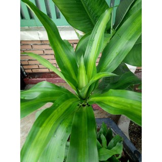 cây thiết mộc lan
