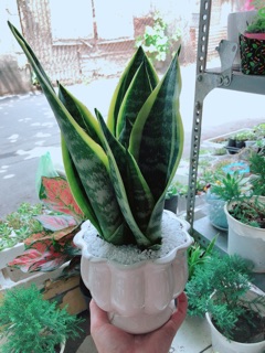 Chậu lưỡi hổ cao