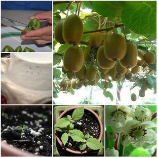 Hạt giống Kiwi 30 hạt
