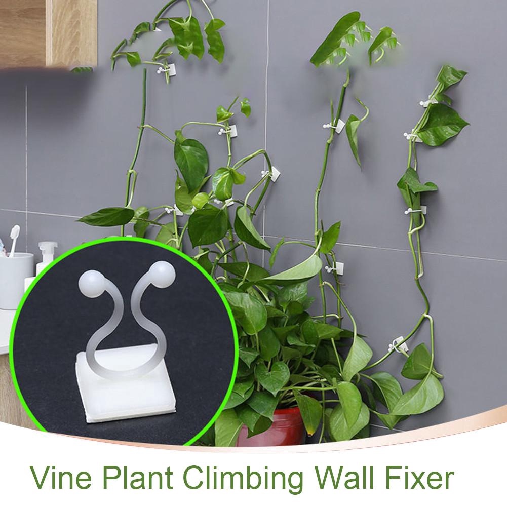 Kẹp Cố Định Cây Leo Treo Tường Vô Hình Tiện Dụng Cho Sân Vườn