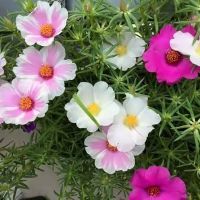 Combo củ huệ mưa + 10h Mỹ & Thái