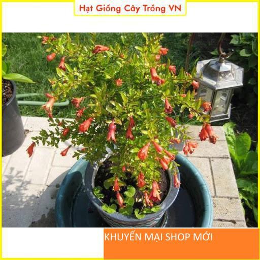 Hạt giống Lựu Đỏ Lùn Trồng Chậu - Gói 15 Hạt khuyến mại shop mới