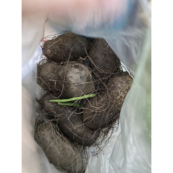 Cosplay Học Sinh Mlem Mlem J1522 | BigBuy360 - bigbuy360.vn