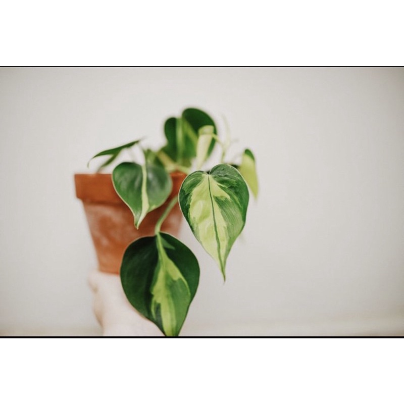 Trầu bà tim var/ Brazil Philodendron