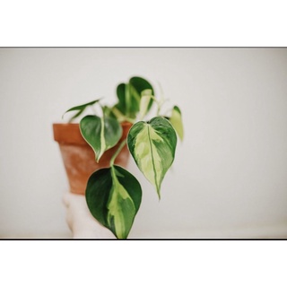 Trầu bà tim var/ Brazil Philodendron