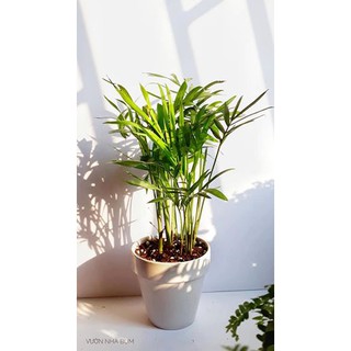 Cau tiểu trâm để bàn