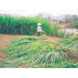 Hạt giống cỏ VOi 500g