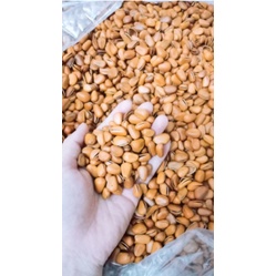 [LÔ HẠT TO VÀNG] Hạt thông Mỹ 500g ngon