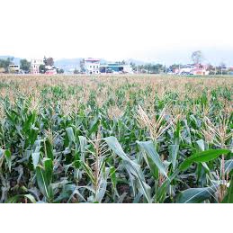( Gói 50 hạt ) Hạt giống ngô nếp bắp cao sản dễ trồng kháng bệnh tốt năng suất cao-Tổng kho hạt giống giá rẻ