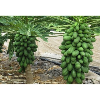 Hạt giống Đu Đủ Siêu Trái Thái Lan