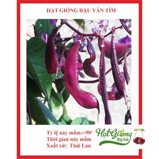 5 gr hạt giống đậu ván tím linh ngoc