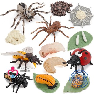 Động vật Mô phỏng Vòng đời Ong Kiến Bọ rùa Nhện Tarantula Tăng Giáo trưởng Mô hình Bộ chơi dục W9H5