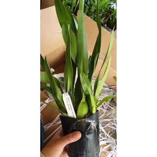 [Hàng lá] Vũ nữ bạch ngọc hàng