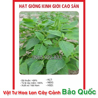 Hạt giống rau kinh giới f1 năng suất cao gói 2gram