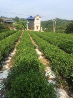 trà thái nguyên (500g)