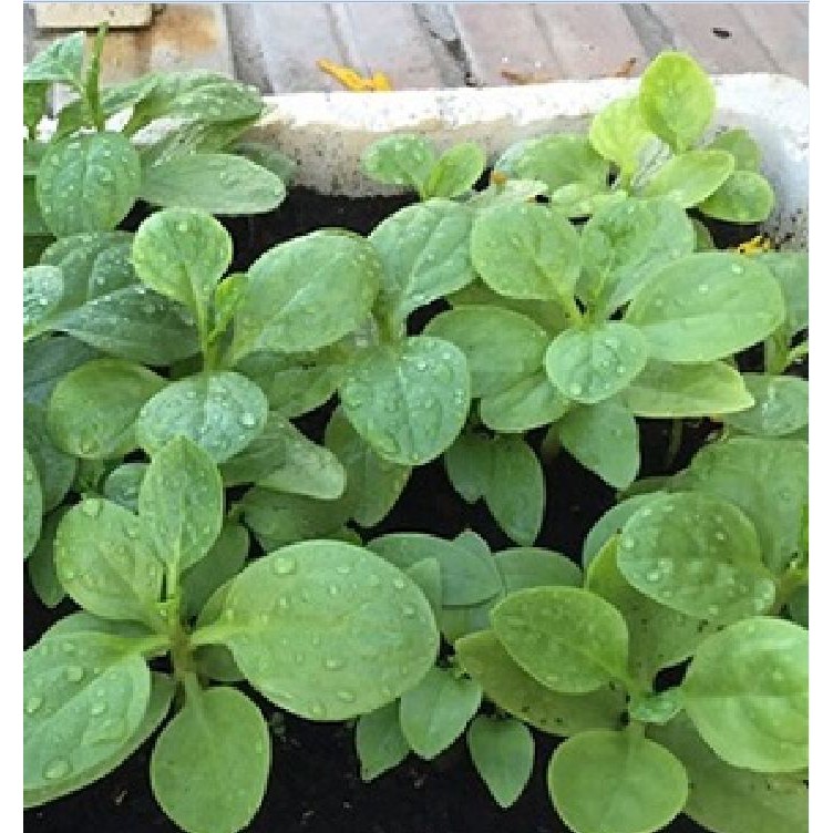 Hạt giống rau mồng tơi xanh gói 20gram/gói