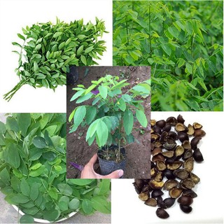 Hạt giống rau ngót ta (1gram = 20 hạt ) (TẶNG gói kích thích hỗ trợ hạt nảy mầm)